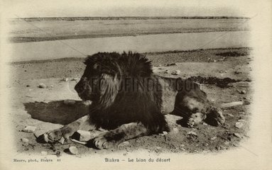 Postcard of barbary lion