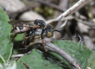 Cuckoo bee on twig Northern Vosges France