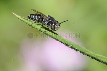 Sharp-tailed Bee male on stalk Northern Vosges France