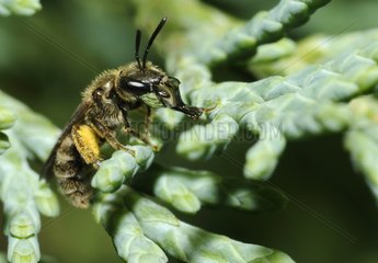 Mining Bee female Northern Vosges France