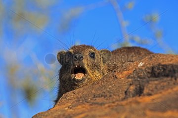 Rock hyrax on a rock yawning South Namibia