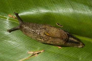 Yellow-shelled Semi-slug on leaf French Guiana