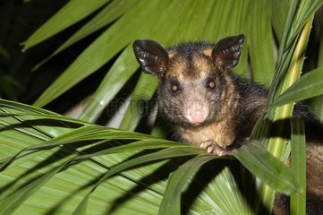 Common possum at night French Guiana