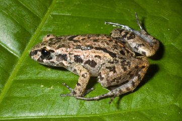 White-lipped Frog on a leaf French Guiana