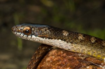 Portrait of Forest Snake rench Guiana