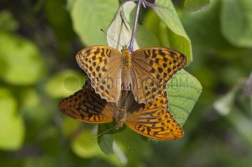 Silver-washed Fritillary mating in august Denmark
