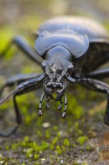 Portrait of a Ground Beetle Zealand Denmark