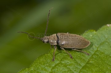 Orchid Beetle on a leaf in summer Denmark