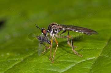 Robberfly with prey Denmark in June
