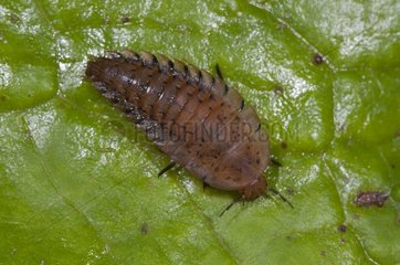 Silpha obscura larva Mols Denmark in July