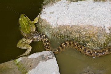 Viperine Water Snake eating a Perez's frog France