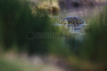 Red-eared Slider in water South Texas USA