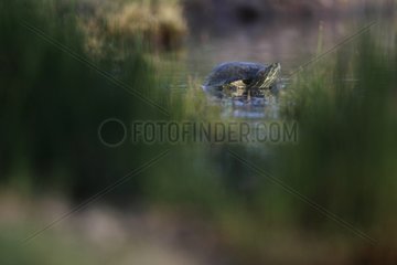 Red-eared Slider in water South Texas USA