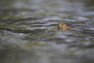 Portrait of Red-eared Slider in water South Texas USA