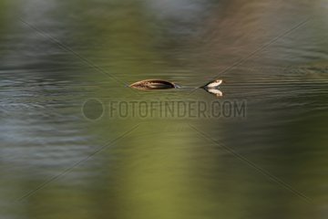 Ribbon Snake in water South Texas USA