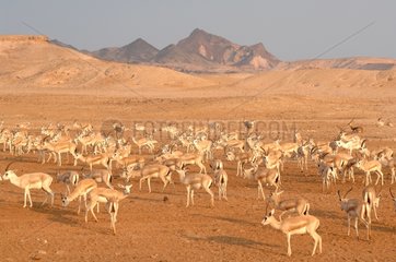 Mountain gazelles in the desert Sir Bani Yas Abu Dhabi
