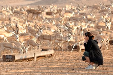 Tourist and Mountain gazelles Sir Bani Yas Abu Dhabi