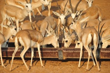 Mountain gazelles and manger Sir Bani Yas Abu Dhabi