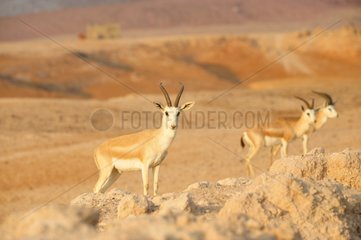 Mountain gazelles in the desert Sir Bani Yas Abu Dhabi