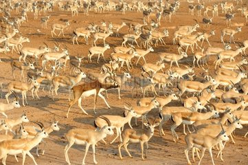 Mountain gazelles and Blackbuck Sir Bani Yas Abu Dhabi