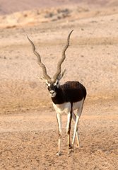 Blackbuck in the desert Sir Bani Yas Abu Dhabi