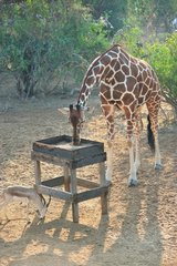 Reticulated giraffe and manger Sir Bani Yas Abu Dhabi