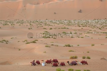 Camels and camel at rest in the desert Abu Dhabi