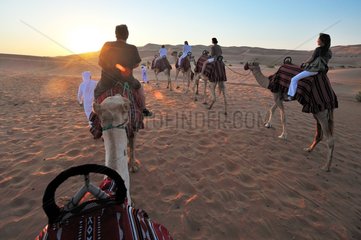 Camels trekking in the desert Abu Dhabi