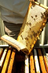 Beekeeper brushing a radius of HiveParis France