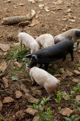 Outdoor biologic pig breeding
