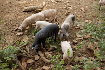 Outdoor biologic pig breeding