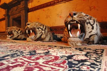 Tiger heads and Carpet Udai Bilas Palace Dungarpur India