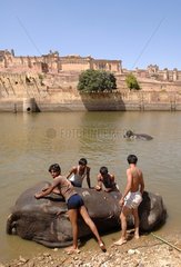 Elephants and mahouts to the bath before the Amber Fort India