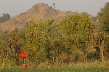 Woman carrying a bundle on his head Rajasthan India