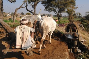 Cows turning a waterwheel India