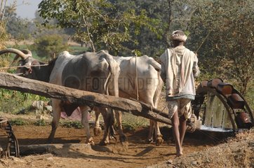 Cows turning a waterwheel India