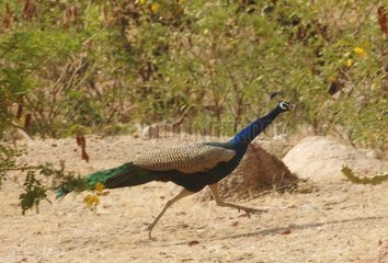 Indian Peafowl running Thar Desert Rajasthan India