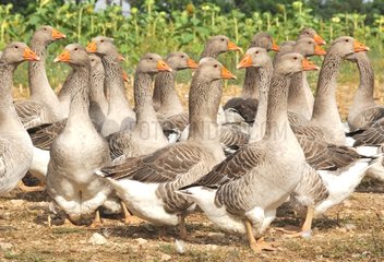 Breeding of domestic geese for foie gras Perigord France
