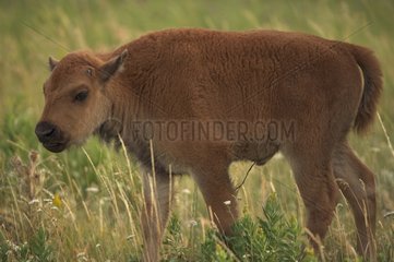 Bison calf Wyoming USA