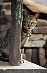 Cat sat against a wood pillar Java