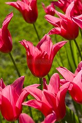 Tulipe à fleur de lis 'Jacqueline'