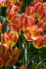 Tulipe pluriflore 'fForette'