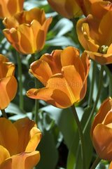 Tulipe triomphe 'Annie Schilder'