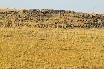 Migration of white-bearded wildebeest Masai Mara Kenya