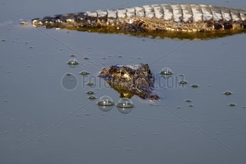 Jacare Caimans on the lookout in the water Pantanal Brazil