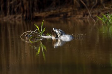 Jacare Caiman at rest in the water Pantanal Brazil