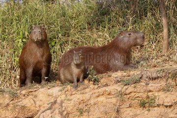 Capybaras resting on the bank Pantanal Brazil