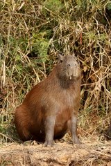 Capybara sitting on the bank Pantanal Brazil