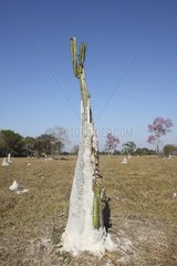 Termite mound in the plain Pantanal Brazil
