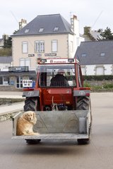 Golden Retriever in a tractor Batz island France